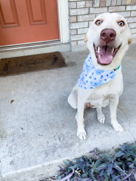 Blues clues dog bandanas